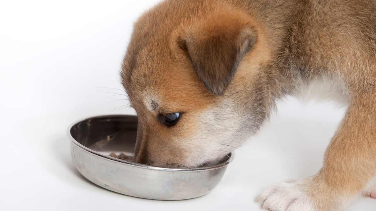 yavru köpek mamasını yiyor