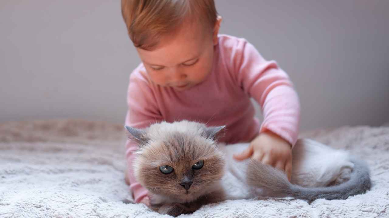 küçük kız ve kedi
