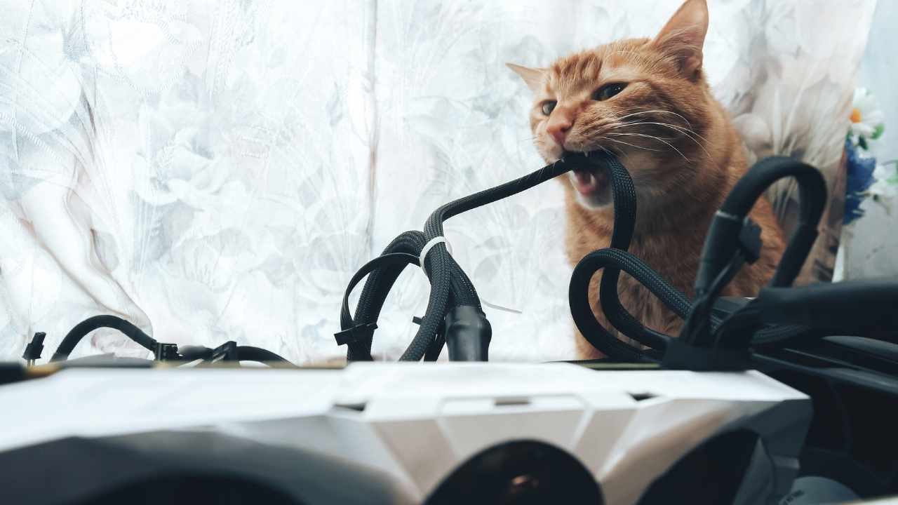 sarman kedi kablo ısırıyor