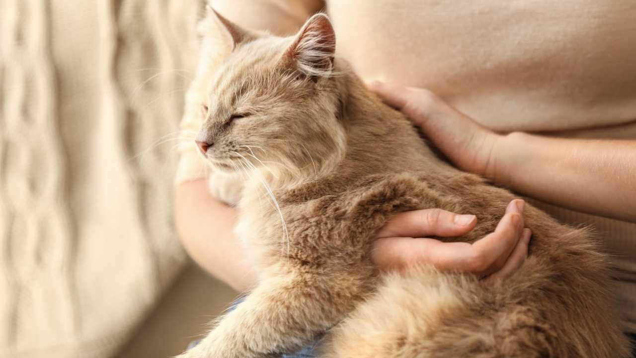 kucakta sevilen bir kedi