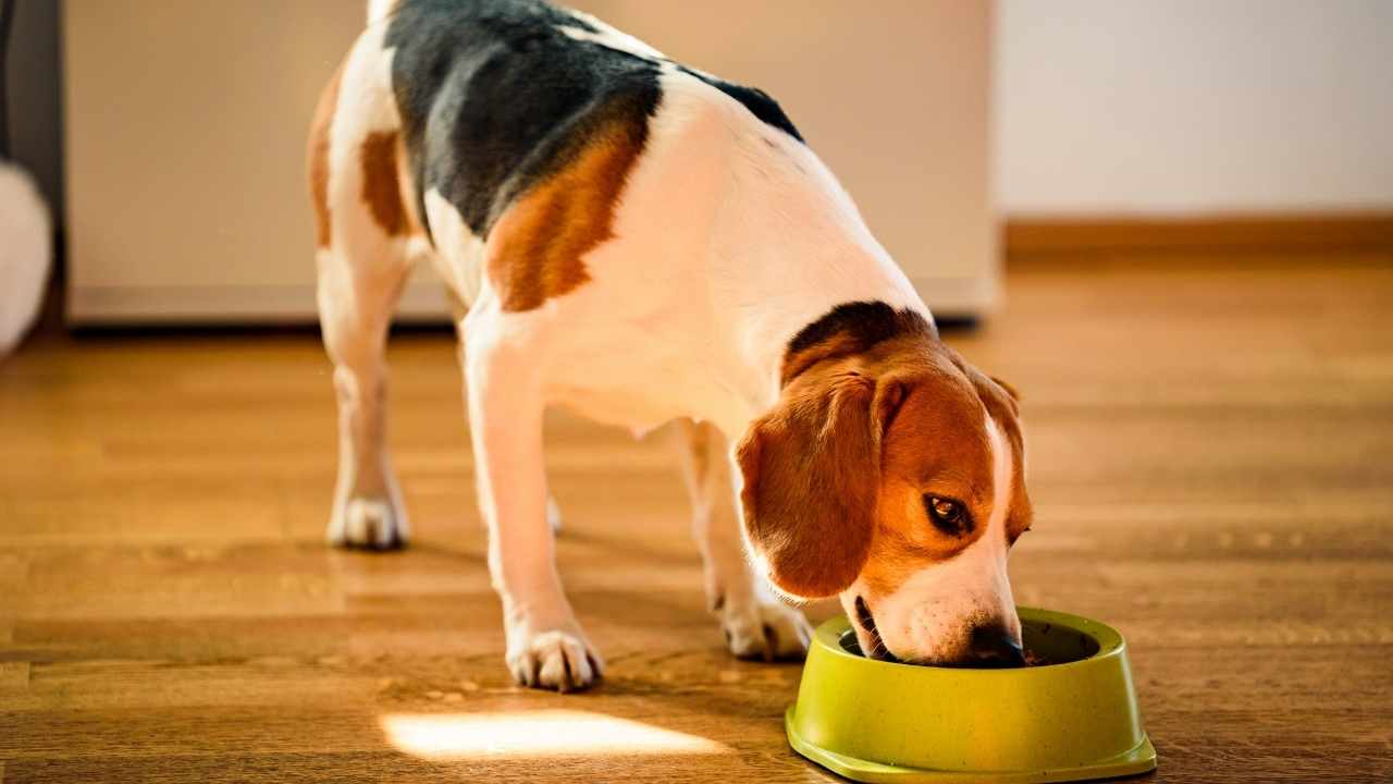 beagle mama yiyor