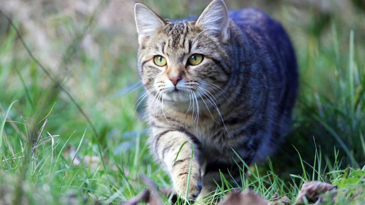 tekir kedi avlanıyor