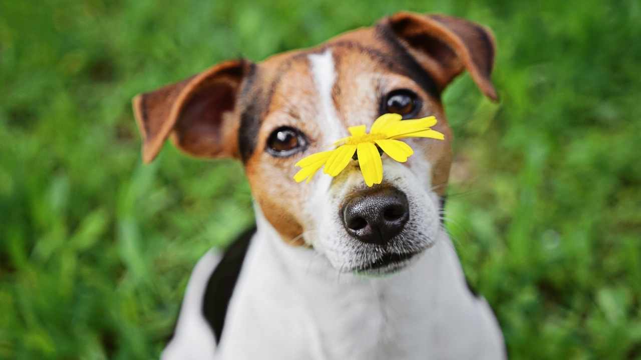 köpeğin burnunun üstünde çiçek var