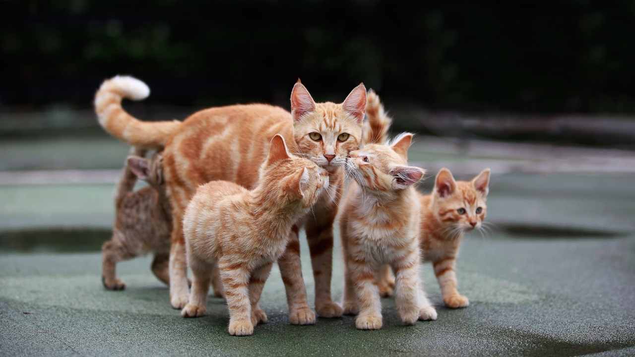 sarman kedi ailesi